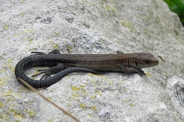 30 08 15_6762_edited-1.jpg - JUVENILE COMMON LIZARD - WINSPIT, JURASSIC COAST, DORSET - 30.8.15